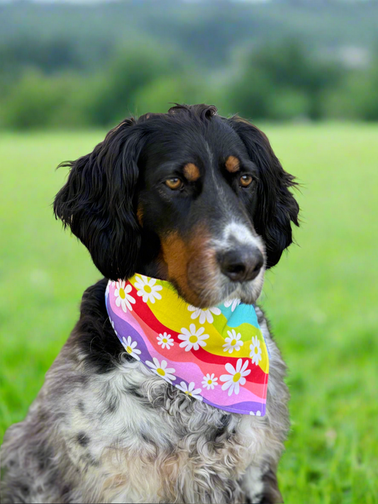Bandana - RAINBOW & DAISIES - Dog Bandana