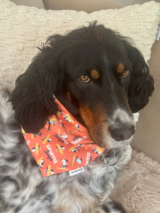 Bandana - COUNTER SURFER- Dog Bandana (shop the Summer Sale at Pet Valu New Hamburg)