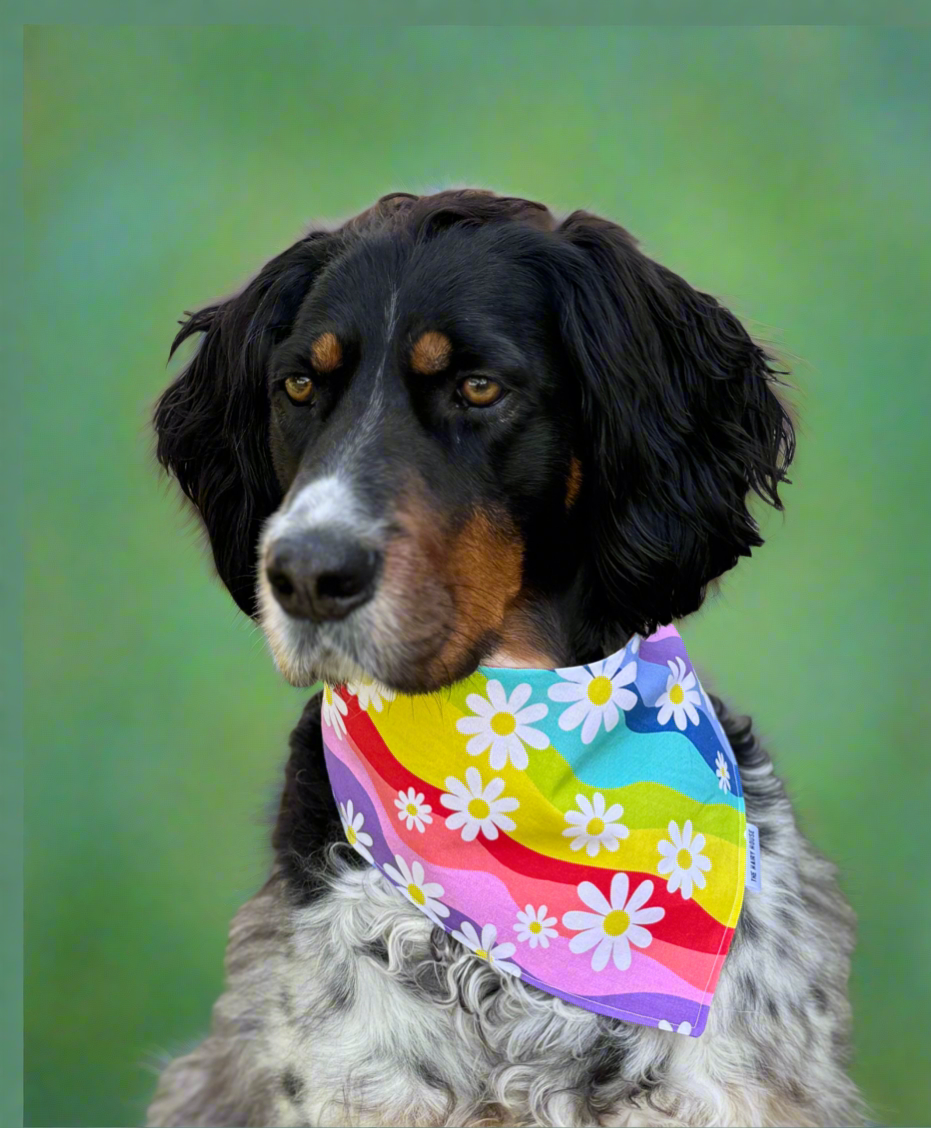Bandana - RAINBOW & DAISIES - Dog Bandana