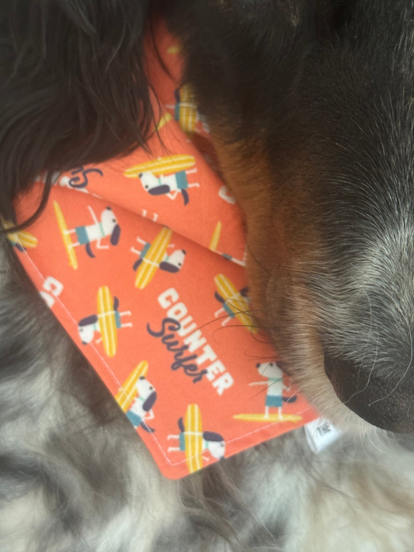 Bandana - COUNTER SURFER- Dog Bandana (currently available in store at Pet Valu New Hamburg, Ontario)