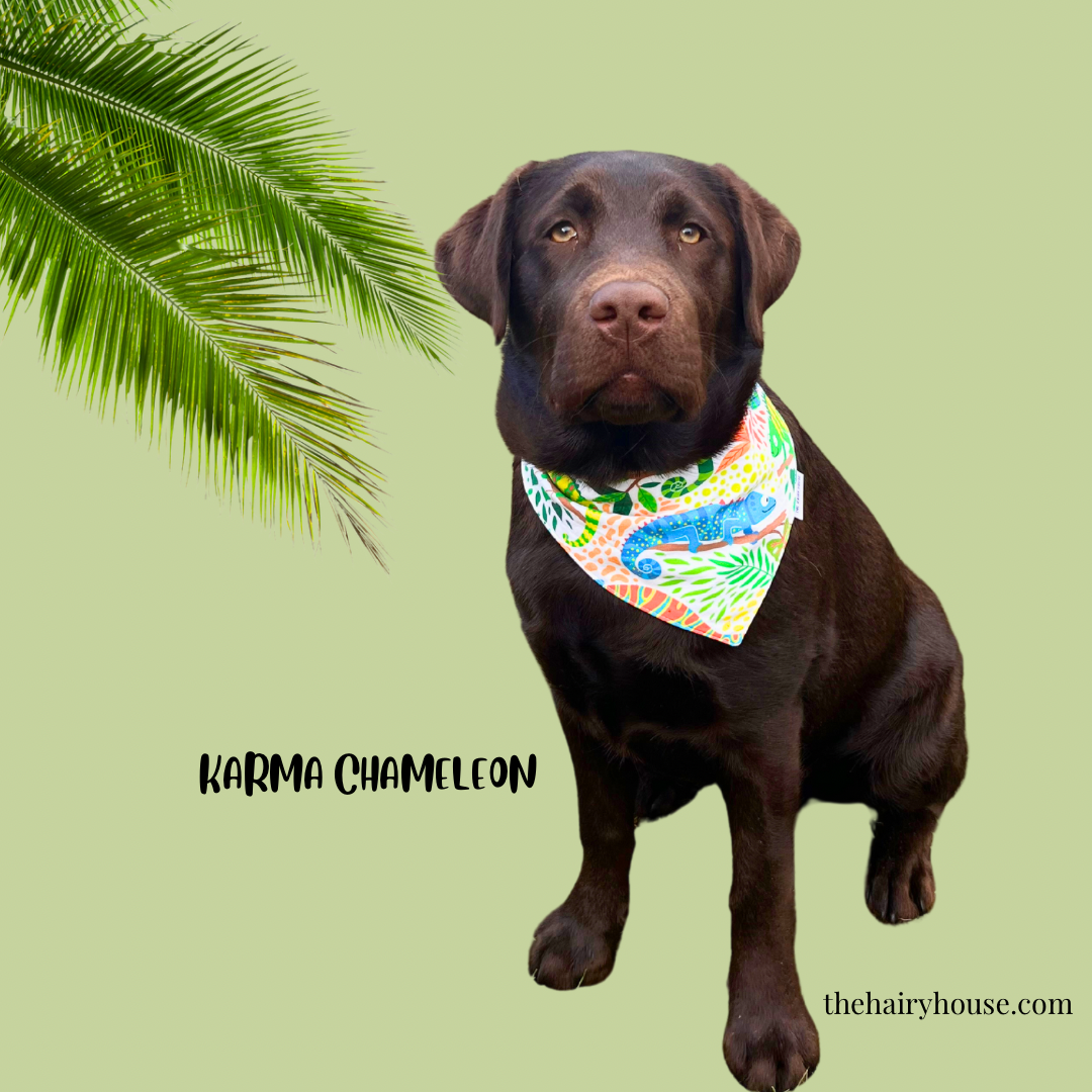 Bandana - Karma Chameleon - Dog Bandana - discount applied at checkout