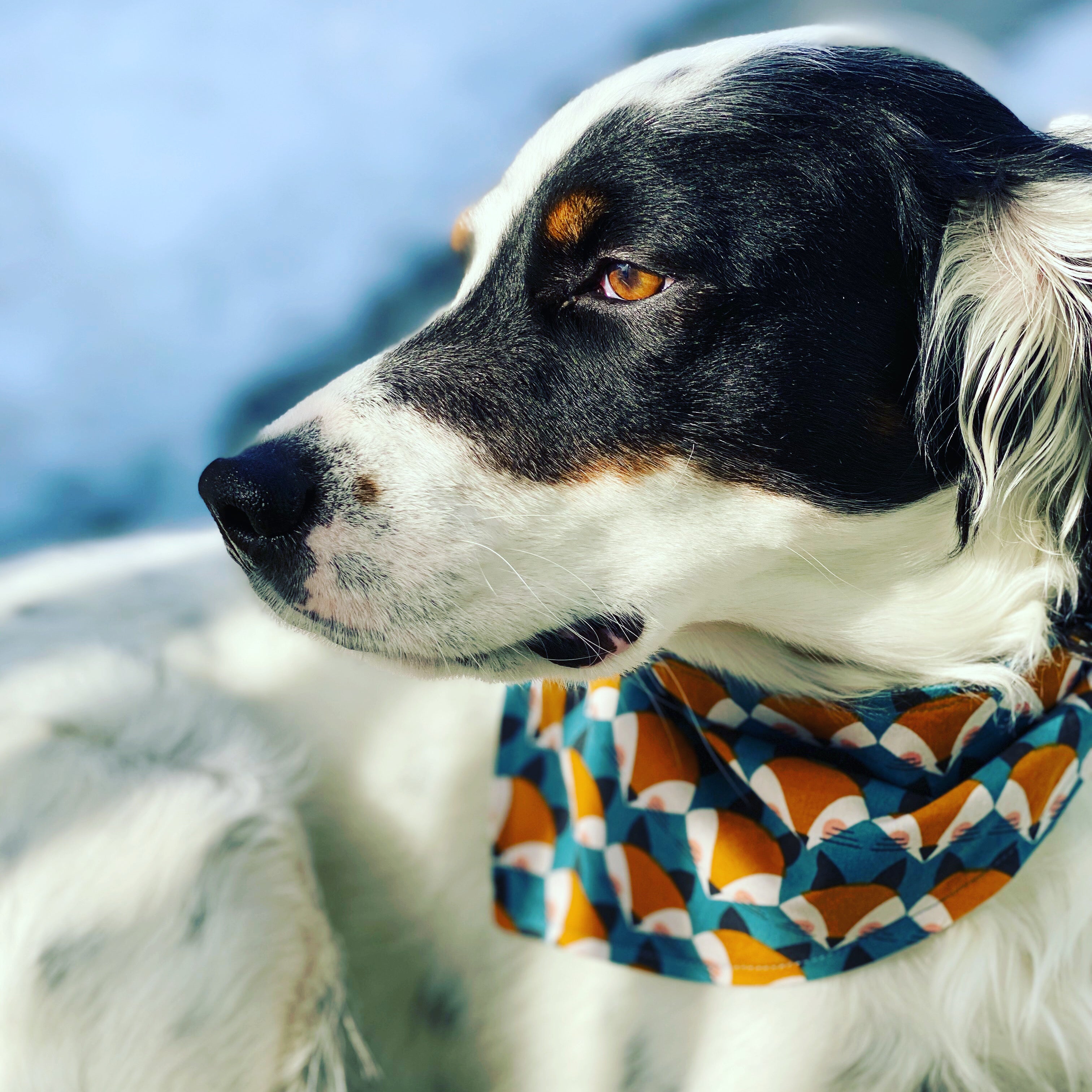 House divided outlet dog bandana