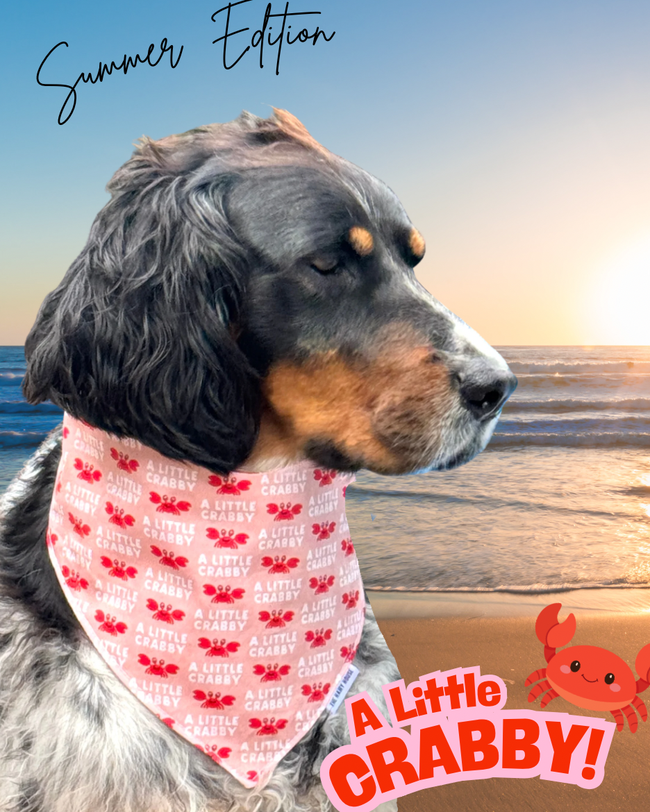 Bandana - A Little CRABBY! Dog Bandana (currently available in store at Pet Valu New Hamburg, Ontario)